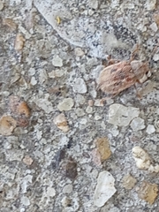Demotina modesta