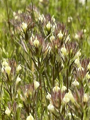 Castilleja tenuis