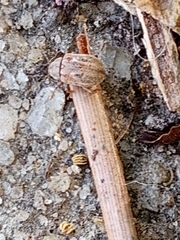 Demotina modesta
