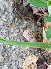 Demotina modesta