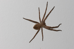 Palystes superciliosus