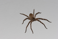 Palystes superciliosus