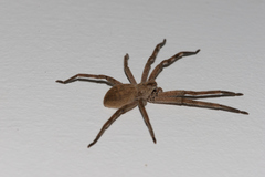 Palystes superciliosus