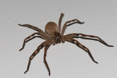 Palystes superciliosus