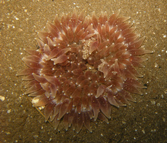Heteractis