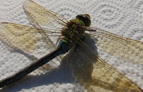 Šidlo obrovské (Anax imperator)