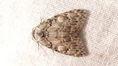 Meganola strigula