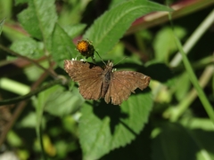 Anisochoria sublimbata