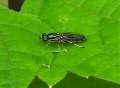 Merosargus caeruleifrons