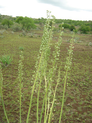 Drimia altissima image