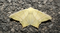 Ourapteryx sambucaria