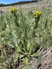 Senecio integerrimus exaltatus