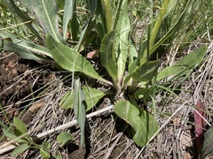 Senecio integerrimus exaltatus