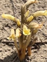 Aphyllon fasciculatum