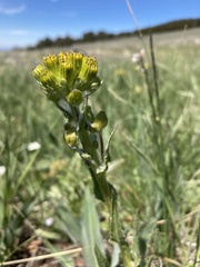 Senecio integerrimus exaltatus