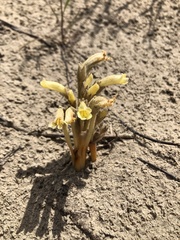 Aphyllon fasciculatum