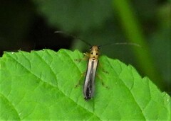 Oberea tripunctata