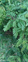 Amorpha fruticosa