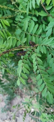 Amorpha fruticosa