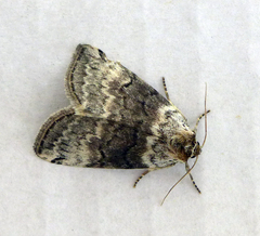 Tetheella fluctuosa