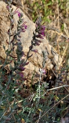 Teucrium marum