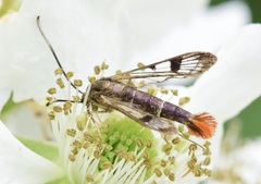 Synanthedon acerrubri