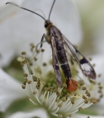 Synanthedon acerrubri