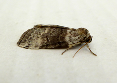 Tetheella fluctuosa