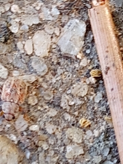 Demotina modesta