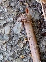 Demotina modesta