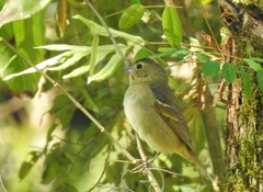 Sporophila frontalis