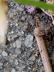 Demotina modesta
