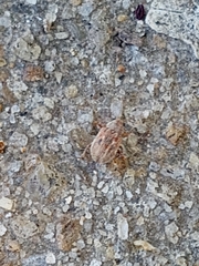 Demotina modesta