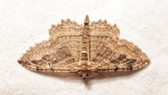 Philereme transversata