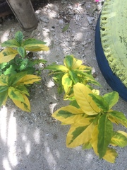 Pseuderanthemum carruthersii