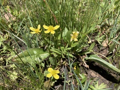 Ranunculus glaberrimus ellipticus