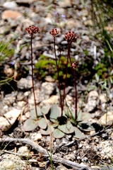 Micranthes aprica