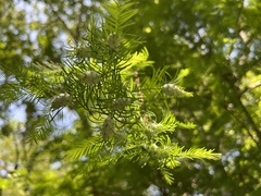 Taxodiomyia cupressiananassa