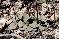Micranthes aprica