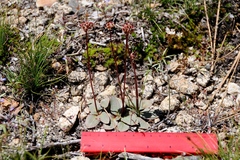 Micranthes aprica