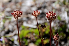 Micranthes aprica