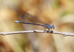 Argia hinei