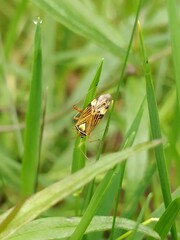 Rhabdomiris striatellus
