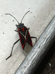 Anochrostomus formosus