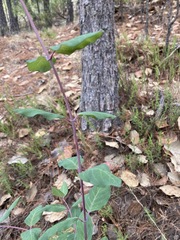 Lonicera pilosa
