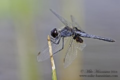 Celithemis martha