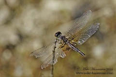 Celithemis martha
