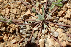 Physaria didymocarpa