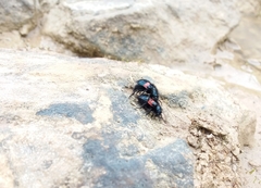 Astylus aulicus