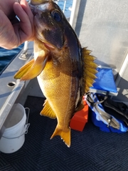 Sebastes flavidus